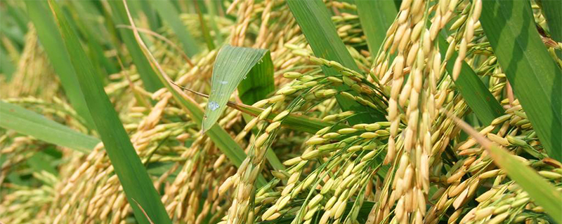水稻亩产多少斤