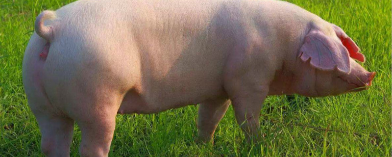 猪的养殖技术方法