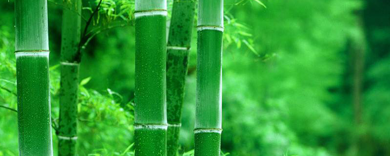 移栽竹子的种植方法