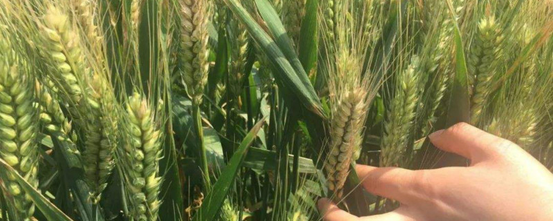 小麦的主要病害之一是什么