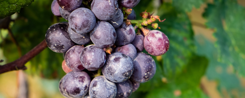 葡萄种植方法