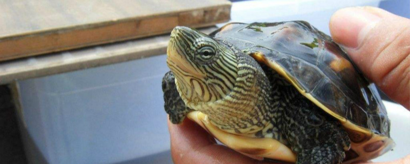 珍珠龟的挑选和养殖方法