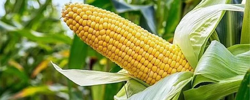 玉米肥氮磷钾配比