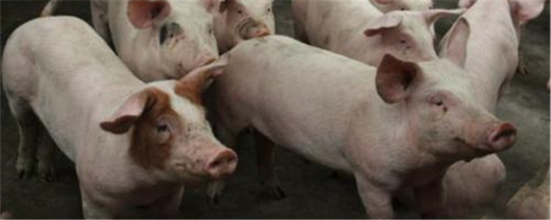 猪流鼻涕是什么原因，怎么防治