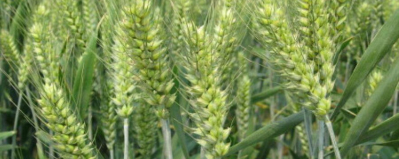 禾丰3号小麦新品种介绍