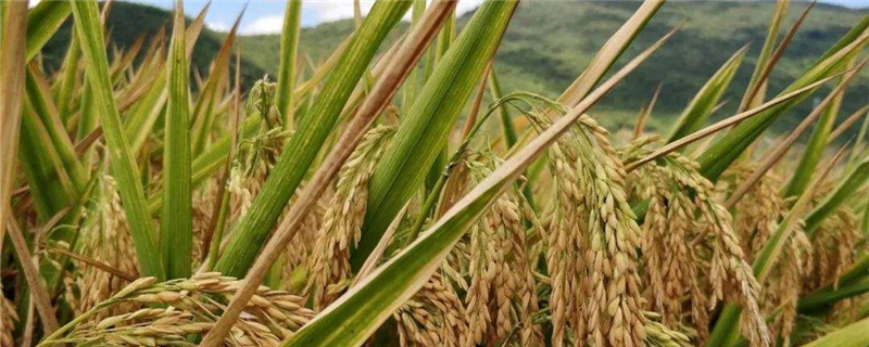 水稻怎样施肥能高产