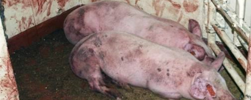 非洲猪瘟发病症状