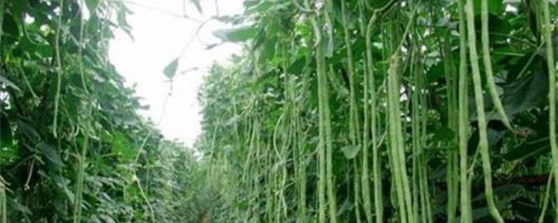 长豆角的种植方法