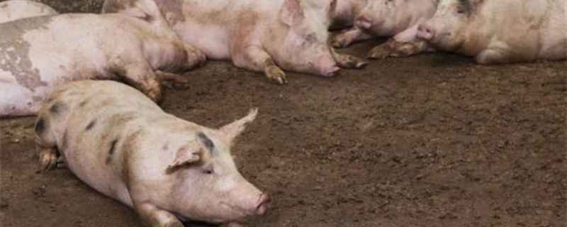 非洲猪瘟康复猪有抗体吗