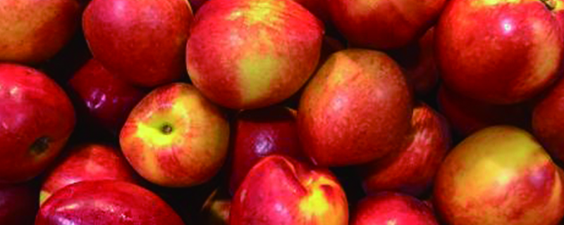 中油27油桃品种特性