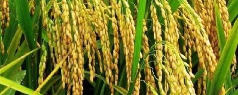 水稻主要病虫害有哪些