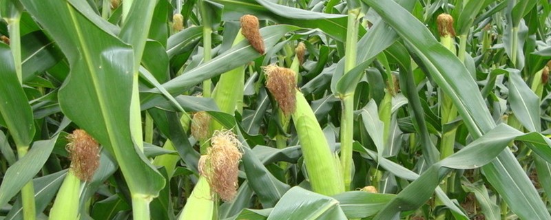 玉米3叶期可以用叶面肥吗