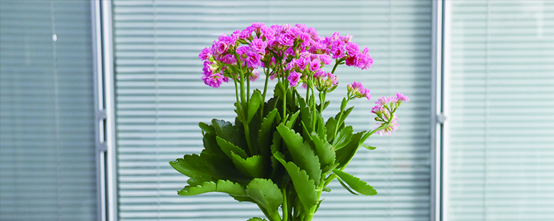想种植花卉怎么起步 想种植花卉怎么起步