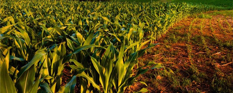玉米除草剂能和杀虫剂混用吗