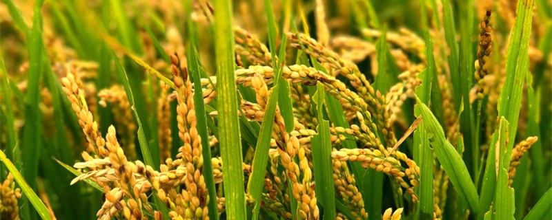 水稻苗期主要病害