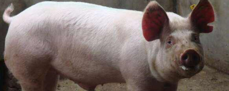 非洲猪瘟是否先染母猪