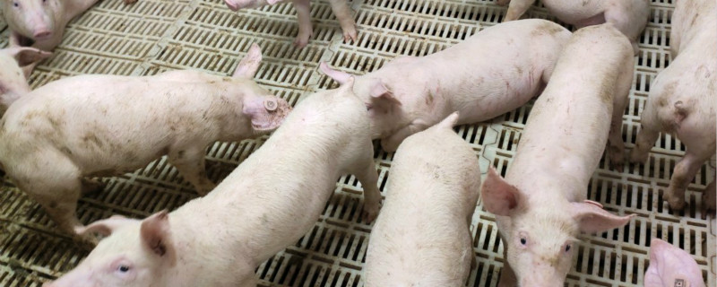 全国白猪各种养殖方法