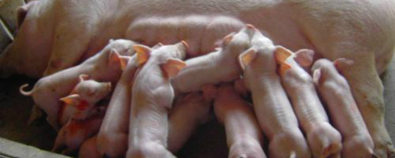 二元种母猪养殖方法