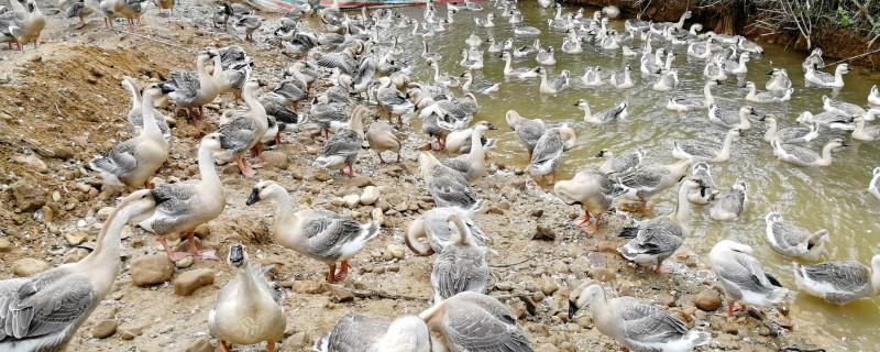 白沙杂鹅养殖方法