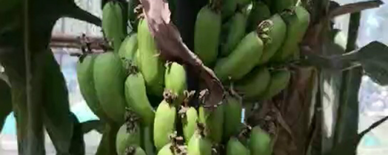绿皮香蕉是什么品种