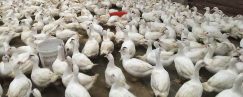 白番鸭养殖方法