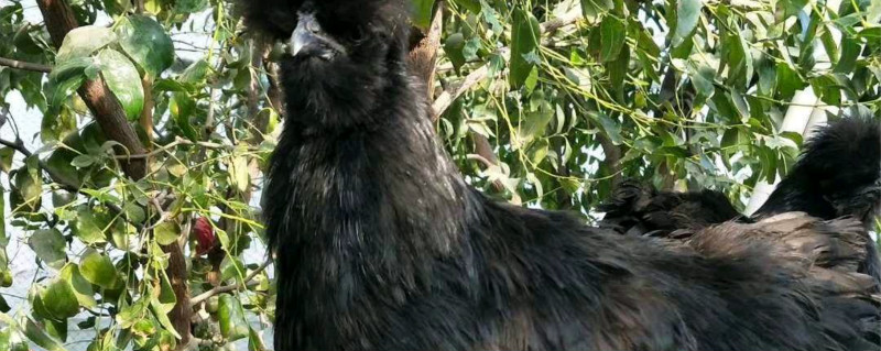 黑凤鸡的养殖方法