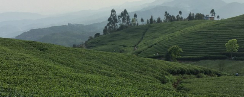 土茶是什么茶