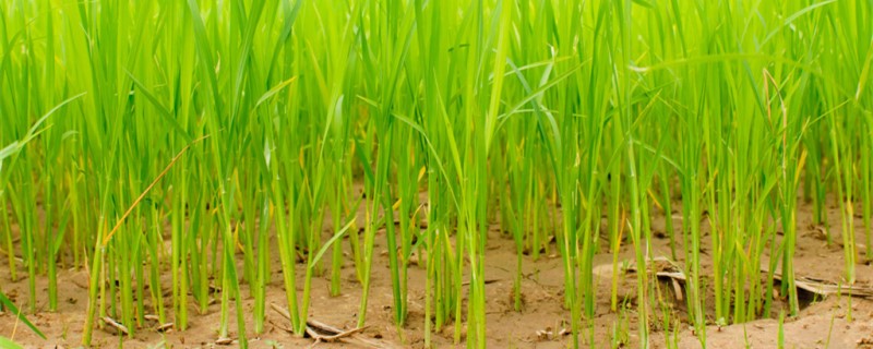 水稻灌浆期打什么药