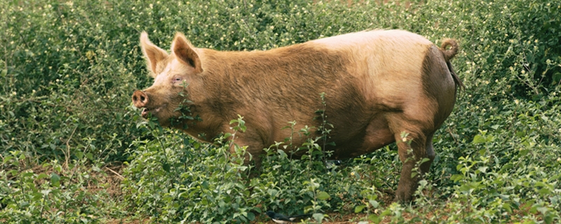 非洲猪瘟属于自然灾害吗