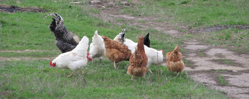 放养鸡养殖方法