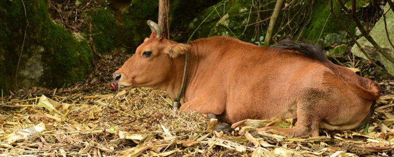 黄牛的养殖方法
