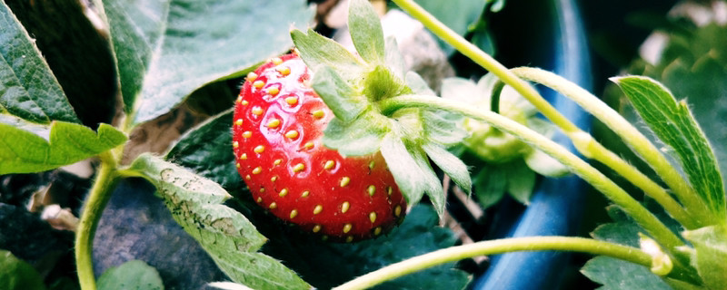 草莓苗红叶病症状