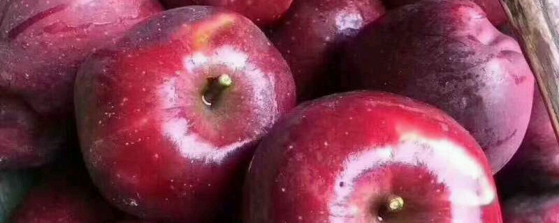 花牛苹果是转基因苹果吗