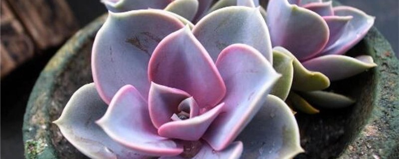 紫珍珠用什么土养好