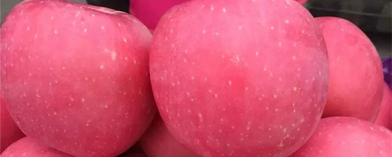 苹果树苗新品种有哪些