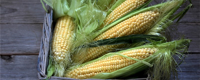 伊邦2号玉米种子介绍