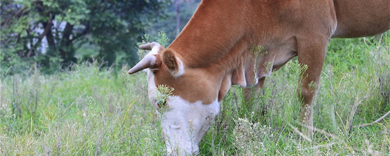 繁殖母牛的饲料配方