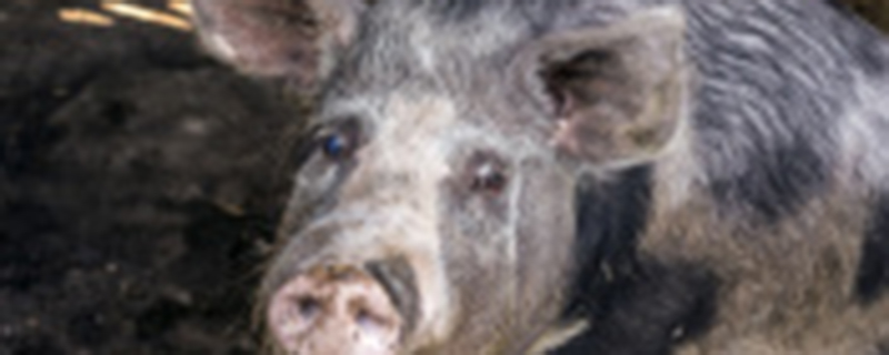 几吨猪粪产一吨有机肥