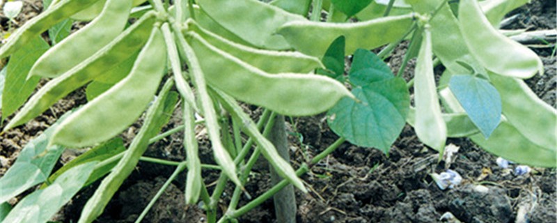 扁豆种植方法和时间