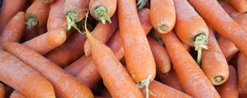 胡萝卜种植方法和时间