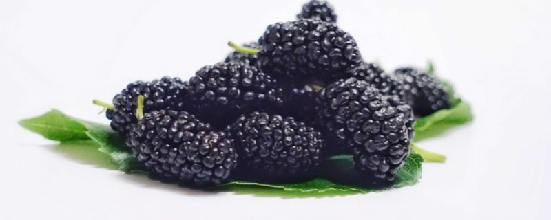 黑莓种植方法和时间