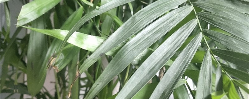 凤尾竹种植方法和时间