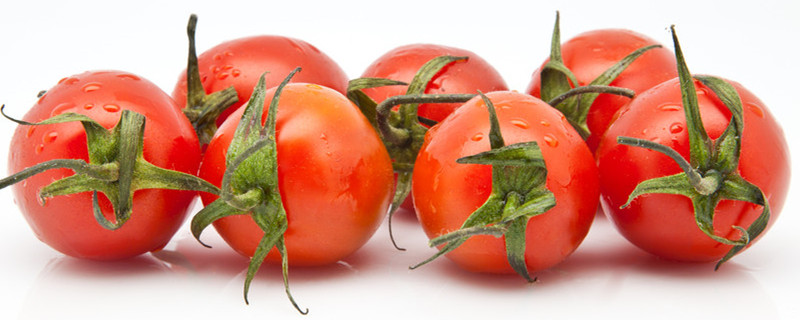番茄种植方法和时间