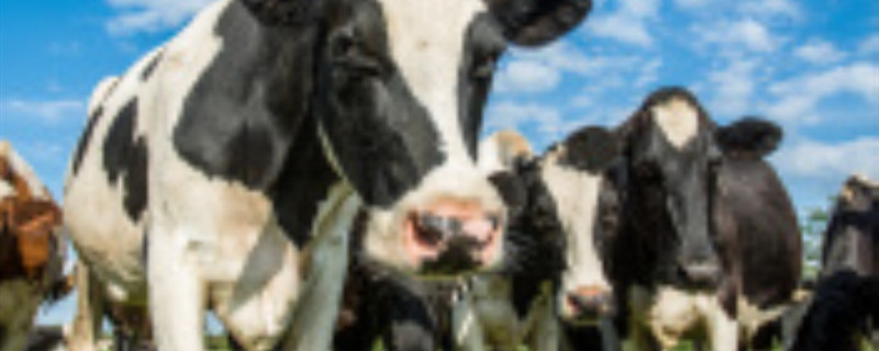 荷兰的乳牛有哪些特点