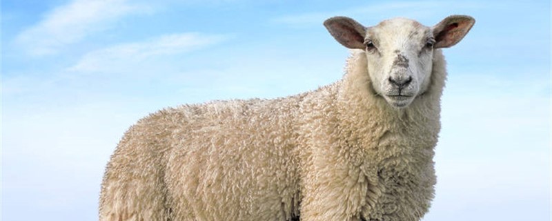 新手养羊是买羊羔还是买成羊