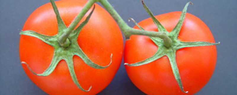 西红柿结果期怎么管理