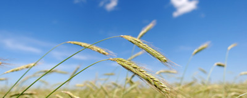 小麦除草剂可以和杀虫剂一起用吗