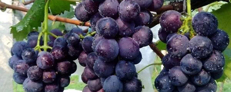 雨后的葡萄用到什么药