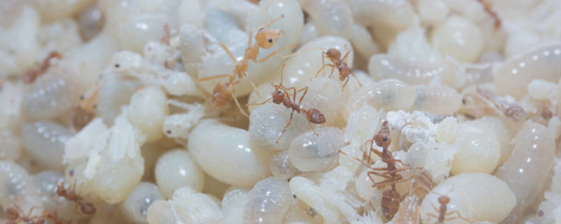 白蚂蚁防治用什么药