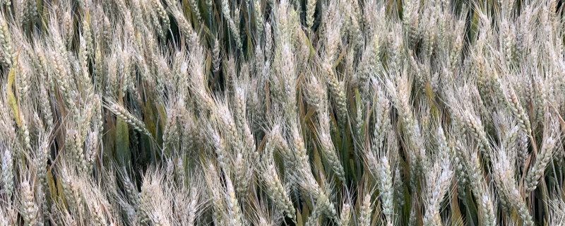 小麦花期能浇水吗